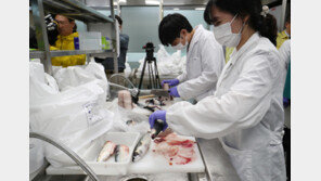 “일본산 가리비 中수출 포기”…중국 전수검사에 日어민들 발 동동