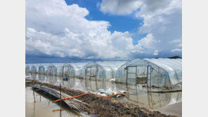 집중호우가 집어삼킨 농작물 3만5068㏊…가축 88만 마리 폐사