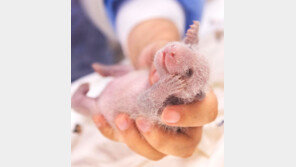 “저 이제 판다 같나요?”…검은 무늬 나타난 푸바오 쌍둥이 동생들