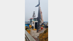 포항 앞바다서 길이 3m 청상아리 죽은 채 발견