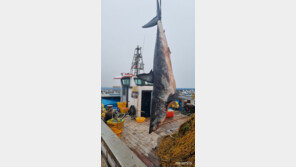 포항 앞바다서 잇따라 상어 발견… 해경 주의 당부