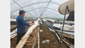 집중호우 농작물 피해 면적 여의도 122배…가축 87만 마리 폐사