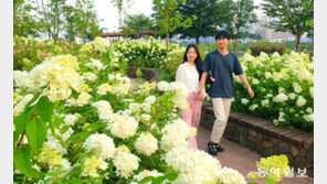 청라호수공원에 수국이 활짝∼ 