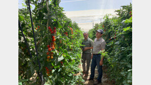 알록달록 5色 토마토 인기… 신품종 개발로 수출길 넓힌다