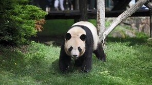 ‘푸바오 신랑감’ 위안멍, 프랑스살이 끝내고 중국으로