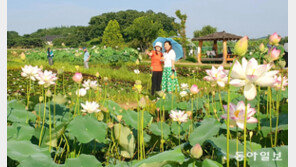 “비 온 뒤 연꽃이 활짝 피었어요”