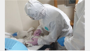 고양이 고병원성 AI 발생…2016년 이후 7년 만