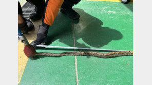 악어 해프닝이었지만…영주서 ‘그물무늬비단뱀’ 실제 발견