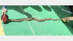 영주서 열대우림 서식 그물무늬비단뱀 포획…태국 반입 컨테이너서 발견