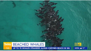 아픈 동료 떠나지 못했나?…호주서 고래 51마리 떼죽음