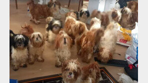 빌라에 악취 진동…포항서 방치된 시츄 50여 마리 긴급 구조