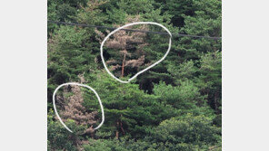 춘천·홍천에 소나무재선충병 확산…국비 지원은 ‘찔끔’