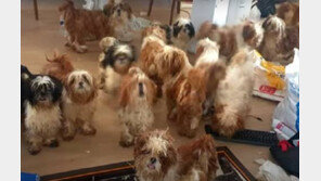 “악취 심하다”…문 땄더니, ‘누더기 시츄’ 50마리 방치 