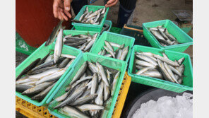 역대급 수해에 ‘봉화은어축제’ 취소…양식 은어 36만마리 어쩌나?