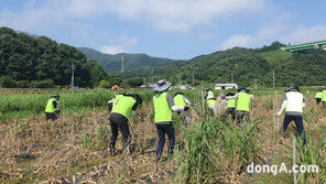 농협중앙회 임직원, 집중호우 피해농가 복구지원 일손돕기 실시