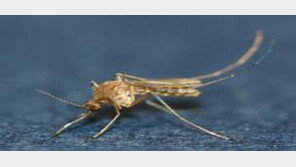 질병청, 전국에 일본뇌염 경보 발령…매년 20명 안팎 감염