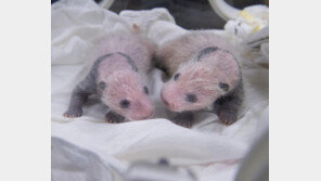 “다둥이 가족 모여라”…에버랜드, 쌍둥이 판다 탄생 이벤트 진행