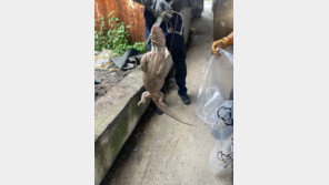 혹시 ‘악어’ 소동 그놈?…영주서 1m 크기 사바나왕도마뱀 포획