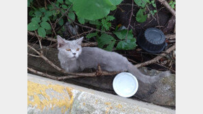 부산 산책로서 유기 추정 고양이 15마리 발견…동물단체 고발장