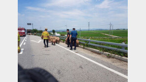 돼지 70마리 실은 트럭서 불…도로 누벼 한때 통제