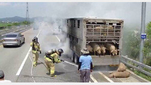 도로에 돼지떼 ‘꿀꿀’…70마리 실은 트럭 불나 포획 소동