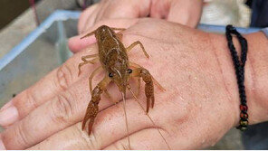 “닥치는 대로 잡아먹는다”…생태교란종 ‘미국가재’ 천안서 발견 