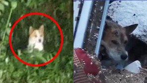 숨진 주인 기다리며 12일간 그자리에…산사태 집터 지킨 개 (영상)