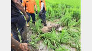 소방서 뒤 논까지 내려온 멧돼지, 일하던 60대 여성 달려들었다