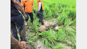 “악 내 다리”…논일하던 60대 공격한 50kg 멧돼지