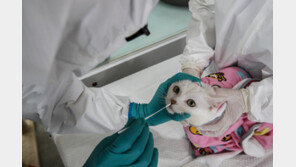 서울 관악구서 고양이 조류인플루엔자 확인…“마스크 착용·손씻기 당부”