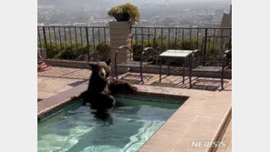 폭염 美캘리포니아 주택가 수영장, 야생 곰들의 피난처