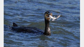 텃새가 된 민물가마우지…‘유해 야생동물’로 지정된다