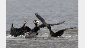 한국에 눌러앉은 민물가마우지…어업 피해 급증에 ‘유해야생동물’ 지정