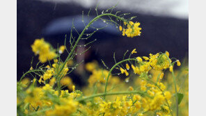 메말라가던 제주 지하수, 기록적 장맛비에 정상 회복