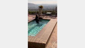 수영장에 몸 담근 야생 흑곰 