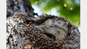 벌·뱀 조심…경북서 야생동물 공격으로 7년간 28명 사망