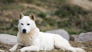 집에서 기르던 진돗개와 놀다가… 4살 아이 얼굴 물려 병원행 