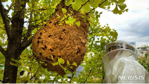 올 들어 벌써 3명 사망…‘벌 쏘임 사고 주의보’ 발령
