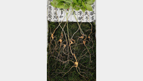 폭염 뚫은 ‘효자 심마니’, 덕유산서 천종산삼 8뿌리 캐…감정가는?