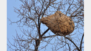 올해 벌써 3명 사망…‘벌 쏘임 사고 주의보’ 발령