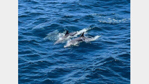 울산 고래바다여행선, 참돌고래 200마리 발견