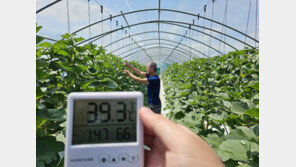 40도 육박하는 비닐하우스…폭염에 제때 일 못해 농사에도 지장