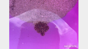 ‘청산가리 10배 맹독’…제주 해안가서 ‘파란고리문어’ 발견