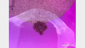 청산가리 10배 맹독 ‘주의’… 제주 해안가서 파란고리문어 발견