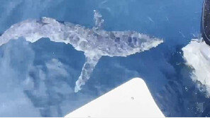 강릉서 공격성 강한 ‘청새리상어’ 발견…낚싯줄 끊고 가