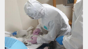 조류인플루엔자 항원 검출 고양이 사료 3300개 팔렸다…“오리 원료”