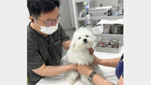 정부, 동물병원 진료비 공개…같은 지역서 진찰료 16배 차이