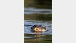 물 위에 ‘빼꼼’…포항 곡강천서 수달 포착, 1~2마리 추정