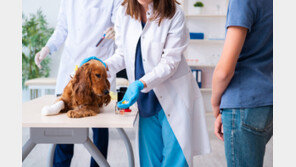 동물병원 진료비 온라인 공개 첫날…반려인 “세부정보 없어 답답”