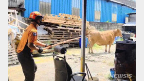 ‘7분 간의 자유’…탈출한 소, 다시 도축장으로